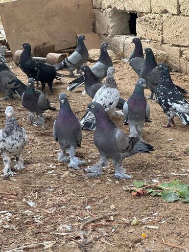 Göyərçinlər: Kəməti göylərdi içində 3 4 dənə əbrəş var. 17-20 tukdulər. kom şəkildə -da lalafo.az — 11 Göyərçinlər: Kəməti göylərdi içində 3 4 dənə əbrəş var. 17-20 tukdulər. kom şəkildə — 11