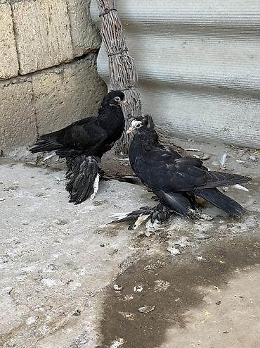 feniks quşu: 3 dene bala veren maya delfinler satılır ciddi alıcılar yazsın — 1