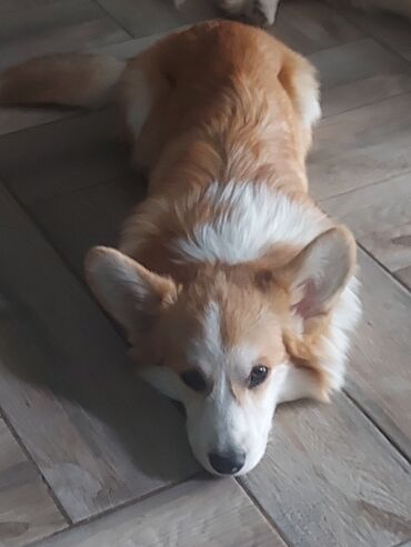 İtlər: Korgi, 6 ay, Erkek, Sənədli