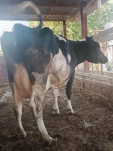heyvan ve insan seksi: Dişi, Holsteyn, il: 5, Südlük — 3