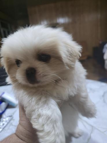İtlər: Pekines, 2 ay, Dişi — 17