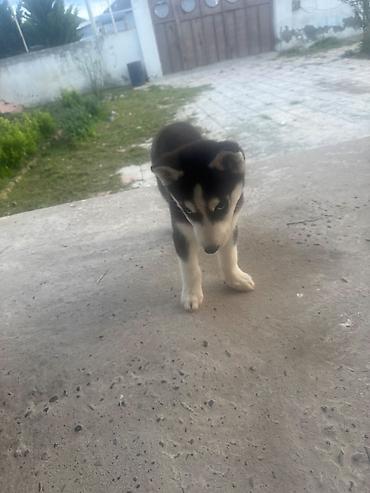 xaski alıram: Xaski, 3 ay, Erkək, Peyvəndli, Ünvandan götürmə — 4
