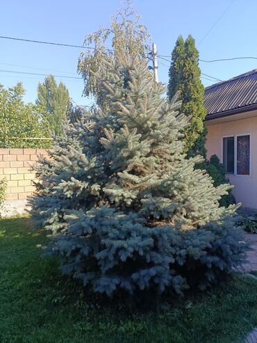 купить туи оптом: Ели голубые (Иссык-Кульские) и туя западная для озеленения участка