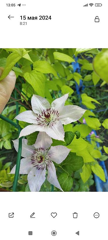 Clematis saplings: Клематис лиановидный, крупноцветковый, двух окрасов: - — 4