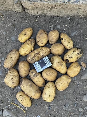 купить самовар в баку: 🥔 Topdan kartof satılır! Qiymət barədə zəng və ya mesaj yazın — 2