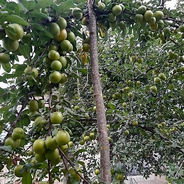 Ağaclar: Qusarin kendi gedezeyxur 10 km araligda gozel ponramali yerdi tecili — 5