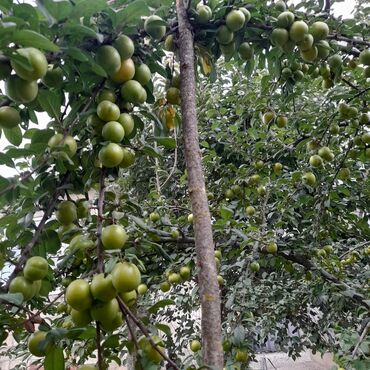 Həyət evləri və villaların satışı: 3 otaqlı, 130 kv. m, Kredit yoxdur, Təmirsiz — 10