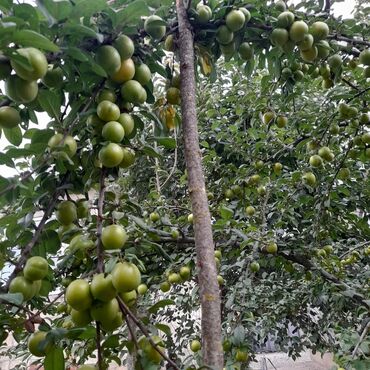 Torpaq sahələrinin satışı: 12 sot, Tikinti, Mülkiyyətçi, Bələdiyyə -da lalafo.az — 10 Torpaq sahələrinin satışı: 12 sot, Tikinti, Mülkiyyətçi, Bələdiyyə — 10