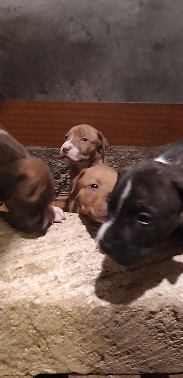 İtlər: Pitbul — 5