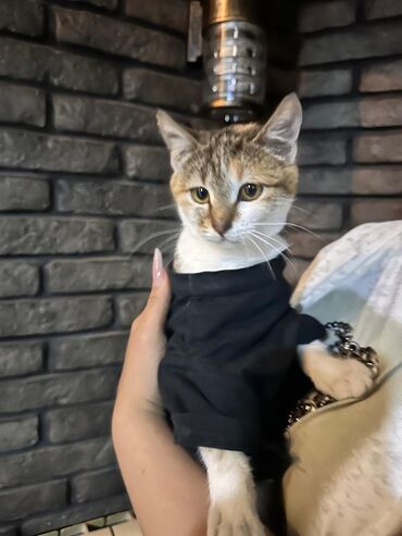 Pişiklər: Sekilleri cevirib baxin korpelikden mende evde boyuyen balalarim heer -da lalafo.az — 1 Pişiklər: Sekilleri cevirib baxin korpelikden mende evde boyuyen balalarim heer — 1