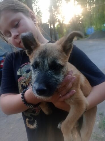 купить собак: Собака даром: Дворняжка, 2 месяца, Самка