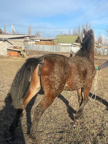 Лошади, кони: Продаю | Кобыла (самка) — 6