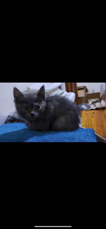 Кошки: Котики ищут дом и любящих хозяев))) есть котята 1,5 месяца и 3 — 8