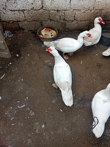 K/t heyvanları və malları: Məhsul: Ağ maskovi ördəklər (indoutka) tam saglam 7 ayliqdilar satilir — 2