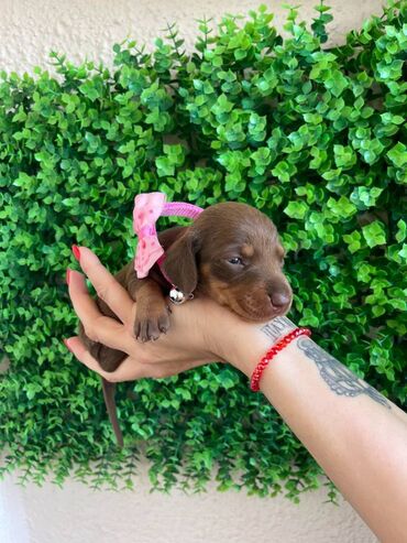 Psi: Odgajivacnica pasa "Happy Puppies" ima u ponudi prelepe stence mini — 6