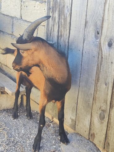 alpin kecisi satilir: Erkək, Alpine, il: 1, Damazlıq, Südlük, Ətlik, Ünvandan götürmə