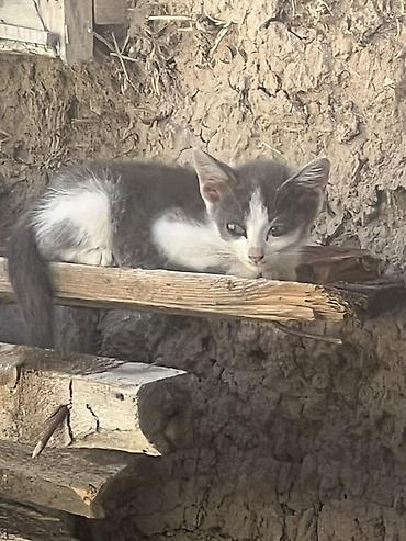 котята шиншиллы: Кошка даром: Беспородная, 2 месяца, Мальчик, Приучена к лотку — 1