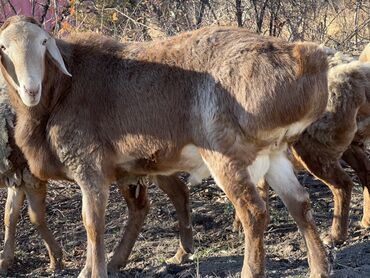 Бараны, овцы: Продаю | Баран (самец) | Для разведения — 8