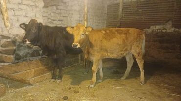 продажа собак в баку: 2 baş dişi danalar satılır. Bir başı 1200 manatdı.Ünvan Şəki, Elaqe