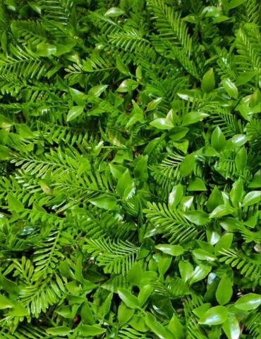 Süni güllər: Süni yaşıl divar paneli müxtəlif yaşıl yarpaqların və qırmızı — 30