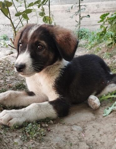 сколько стоят шотландские вислоухие котята: 3 айлык, Эркек
