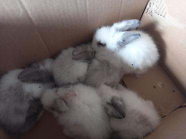 С/х животные и товары: Məhsul: Angora tipli tüklü dovşan balaları Təsvir: - Qarlı-ağ və boz — 3