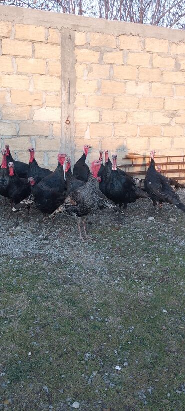 Hinduşka: Məhsul: Hinduşka sürüsü Təsvir: 8 ayliq tam sağlam kəsimə yararlı — 5