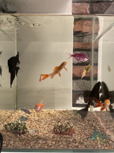 Аквариумные аксессуары и принадлежности: Akvarium, balıqlarla birlikdə satılır 120 AZN. Ödənişli çatdırılma ilə