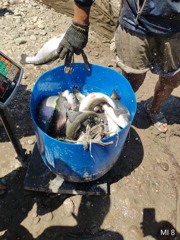живая рыба: Живая форель!доставляем в живом виде от 50 кг и выше,от 1 кг до