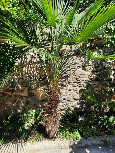 İnformatika: Palma agaci