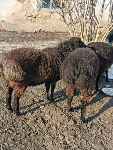 Бараны, овцы: Продаю | Овца (самка), Баран (самец) | Гиссарская | Для разведения | Осеменитель, Матка — 3