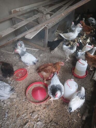 Рыба и морепродукты: Məhsul: Ev quşları dəsti Təsvir: - Qarışıq ev quşları: toyuq, cücələr