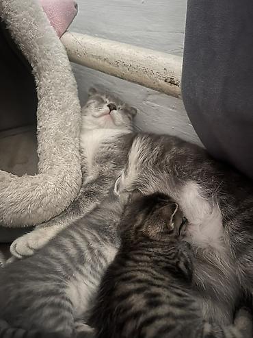 Кошки: Скотиш Фолд (Шотландская вислоухая), 2 месяца, Девочка — 1
