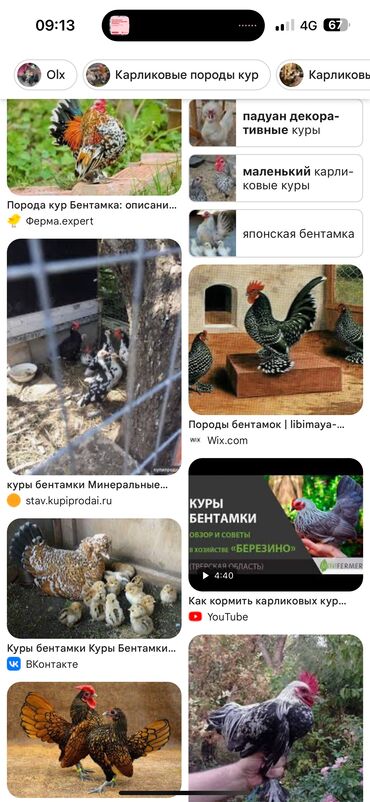 японский тоок: Продам японских карликов‼️ Количество 50 - 60 Штук🔥 Оптом - 300 сом