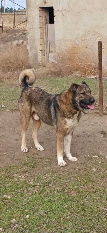 İtlər: Qurdbasar, 2 il, Erkek, Peyvəndli, Ödənişli çatdırılma — 3