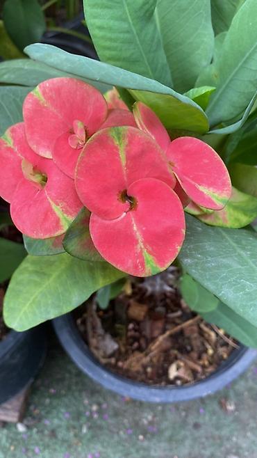 Молочаи: Эуфорбия Миля тайский (Euphorbia milii, «корона Христа») в горшке. - — 7