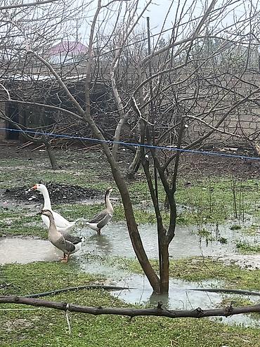 qaz cuceleri: 3 ədəd linda qazı satılır yumurtalıq və ətlik olarağ süper heyvanlardı — 3