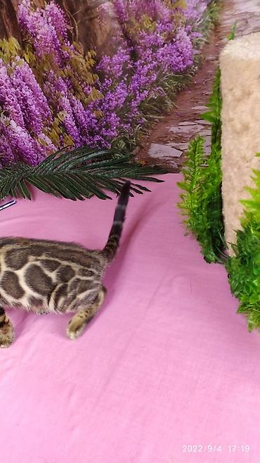 Продажа кошек: Красивейшие Бенгальские котята с огромными розетками. Проф питомник — 15