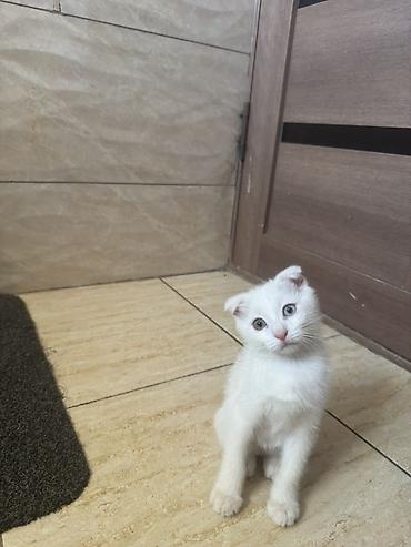 коты белый: Белоснежный котёнок с загнутыми ушками - Окрас: полностью белый — 2
