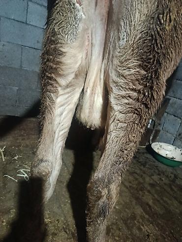 Коровы, быки: Продаю | Корова (самка) | Для молока | Племенные — 4