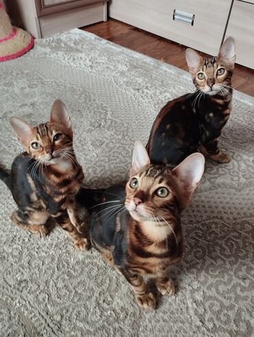 Коты: Бенгальские котята чистокровные. 2 мальчика и 1 девочка. к лотку