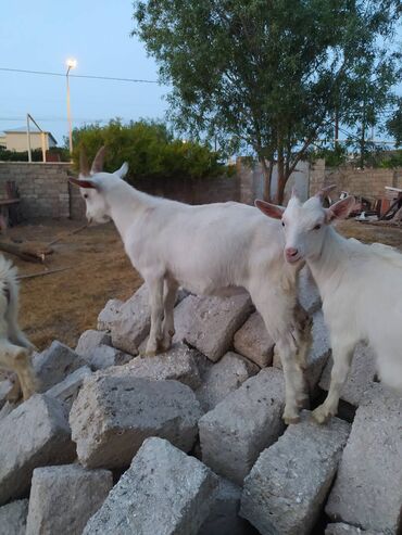 sud mawini: Erkək, Zanen, il: 1