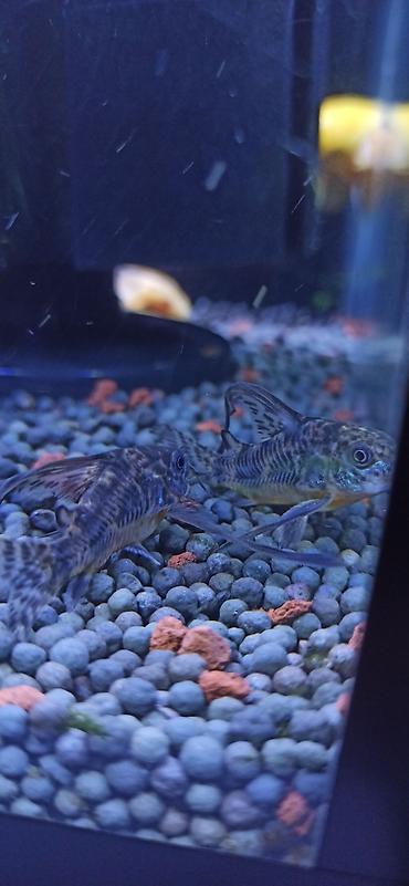 akvariumlar: Məhsul: Akvarium üçün Corydoras (koridoras) balıqları – albino və — 2