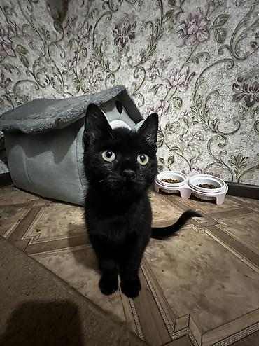 1 месяц, Мальчик, Черный, Приучена к лотку