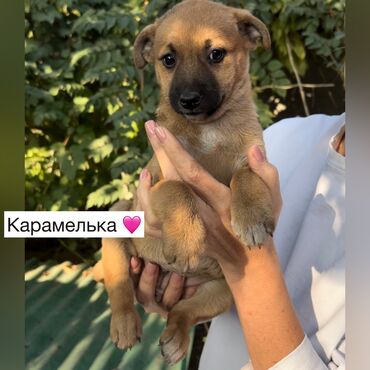 животные сабака: Ит бекер берилет: Жөнөкөй ит, 3 айлык, Ургаачы, Эмделген