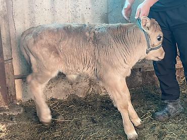 Коровы, быки: Продаю | Музоо, торпок | На откорм | Племенные — 13