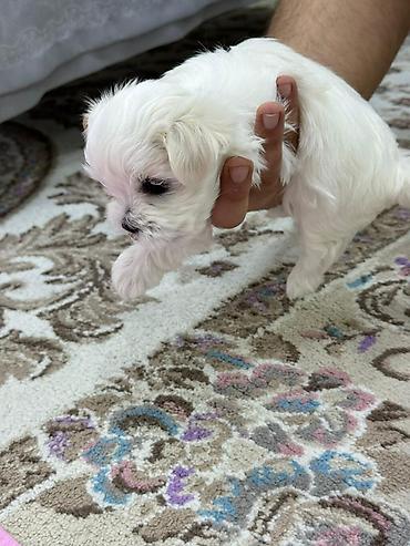 İtlər: Malta bolonka — 13