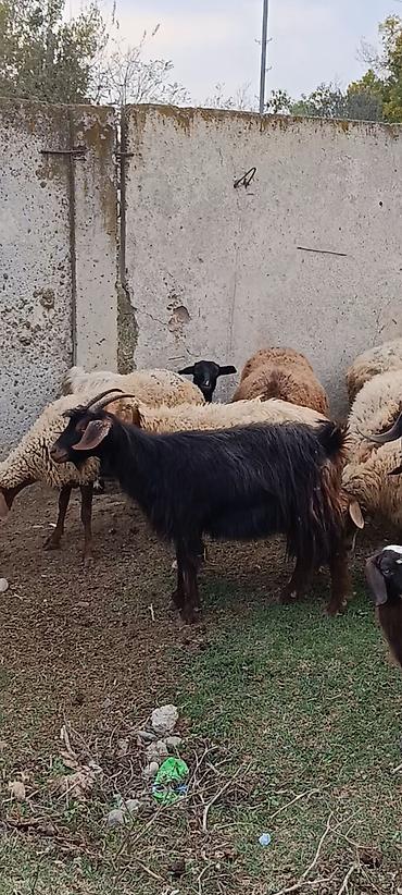 heyvan bazari tap az: Bir qarın doğup — 2