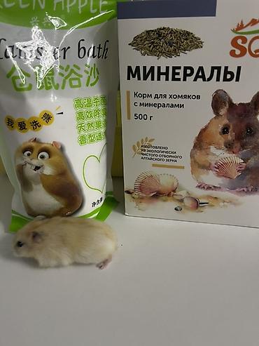 куры клетки: Джунгарский хомяк светлого окраса. Компактный, ручной формат — удобно — 6