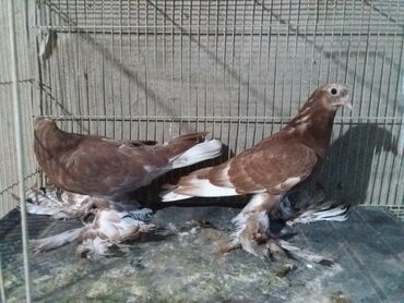 Птицы: Продаю голубей маладёж цэны от 300 сом и вышэ капканы пара